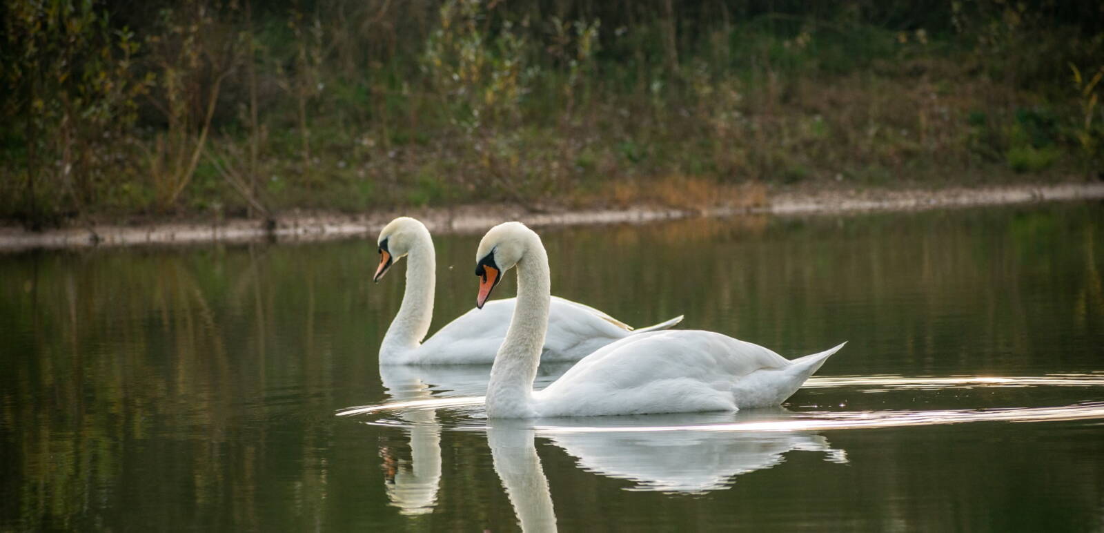 Swans at Hilton Valley Development image